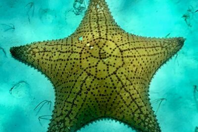 Cozumel Snorkeling Reef Experience with Ceviche and Beers - Palancar Reef: more coral, more chances to spot something special