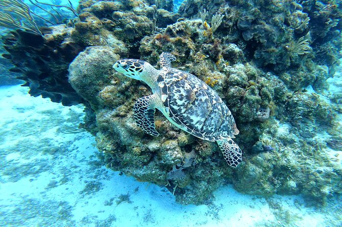 Cozumel Snorkeling Reef Experience with Ceviche and Beers - Transportation, timing, and the meeting point that can trip you up