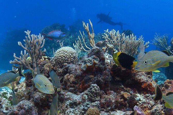 Cozumel Snorkeling Tour: Palancar, Columbia and El Cielo Reefs - Playa el Cielo: Starfish Sandbar Time