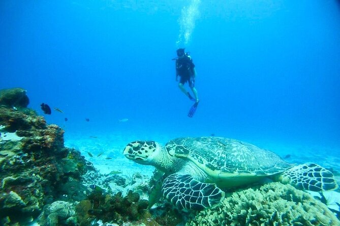 Cozumel Snorkeling Tour: Palancar, Columbia and El Cielo Reefs - Other Reef Stops: San Francisco, Paraiso, and More