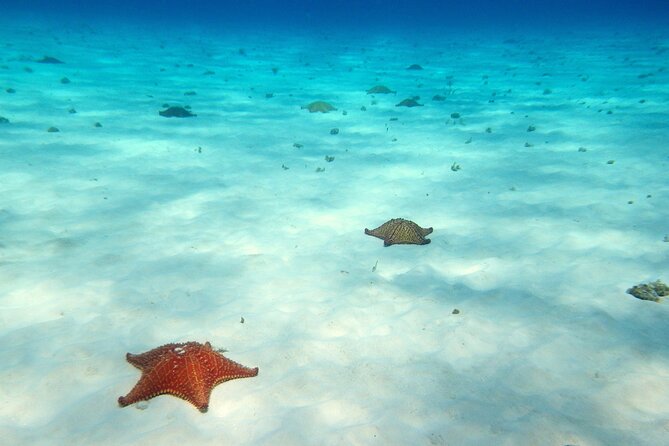 Cozumel Snorkeling Tour to Palancar Reef and El Cielo - Group size claims vs real-world departures