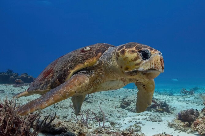 Cozumel underwater 2 Tank Dive by boat - Key highlights to know before you go