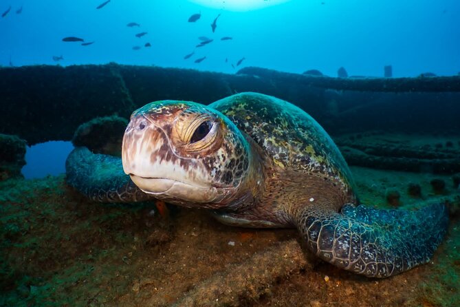Cozumel underwater 2 Tank Dive by boat - Safety, Coaching, and What Makes It Work for First-Timers