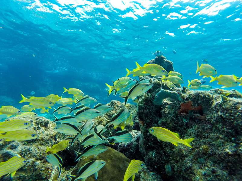 Cozumel: West Coast E-Bike and Snorkeling Tour - Sky Reef Beach and Tormento’s Reef Snorkeling