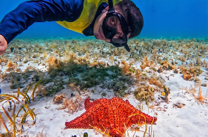 Cozumel's Reefs in El Cielo, Palancar and Columbia Guided Tour - Language, equipment, and comfort: plan for fins not being included