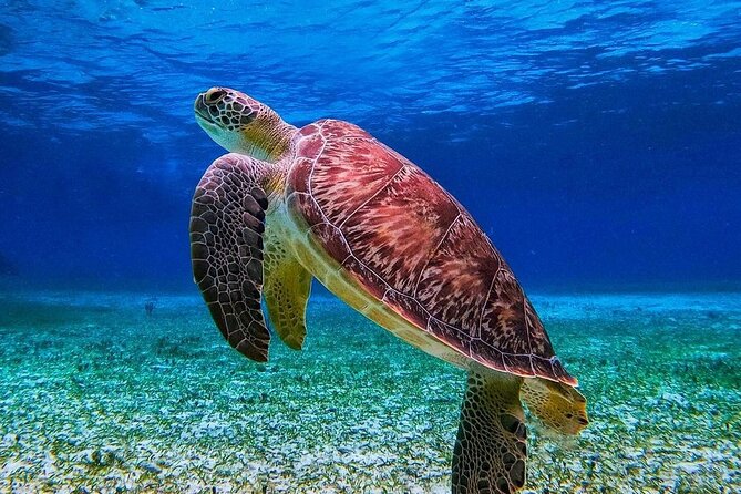Cozumel's Reefs in El Cielo, Palancar and Columbia Guided Tour - Weather changes and cancellation: what to watch for