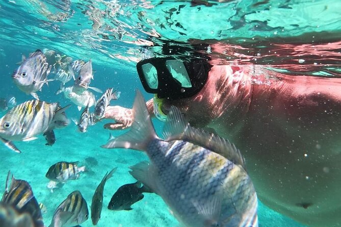Cozumel's Reefs in El Cielo, Palancar and Columbia Guided Tour - Palancar Reef and sea turtles: a classic Cozumel style stop