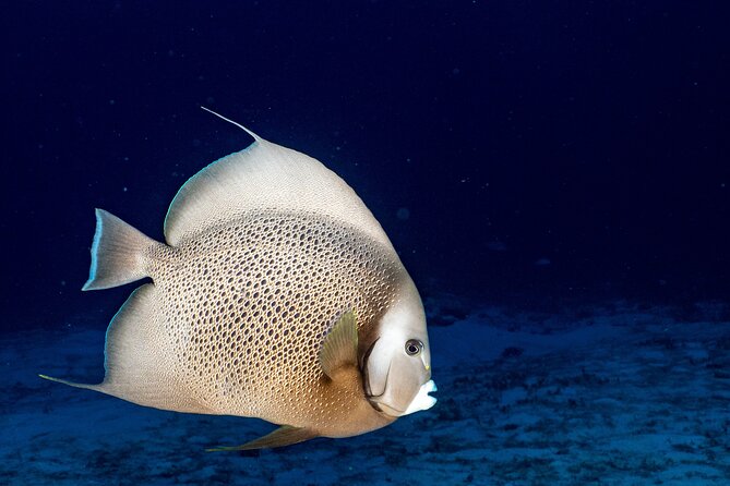 Discover Scuba Diving at Cozumel Marine Park - Wildlife You Can Actually Aim For: Eagle Rays, Corals, Tropical Fish