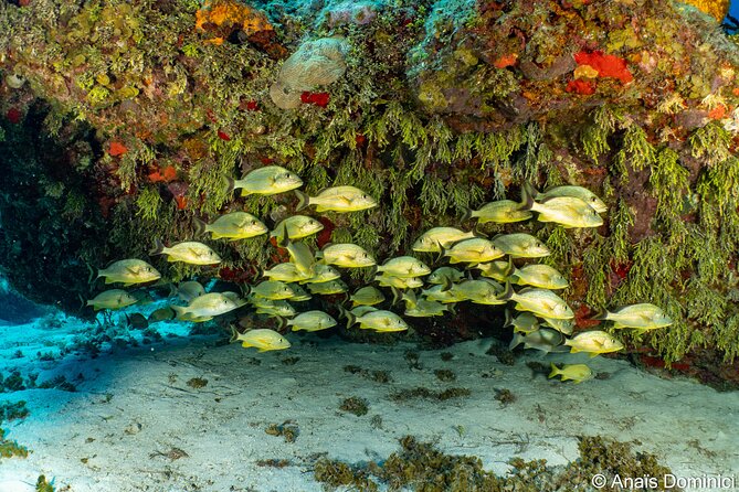 Discover Scuba Diving at Cozumel Marine Park - Who Should Book This Cozumel Scuba Experience?