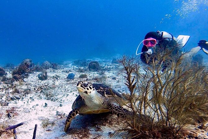 Discover Scuba Diving in Cozumel - Tikila Beach Bar Check-In: Starting Where Cozumel Feels Real