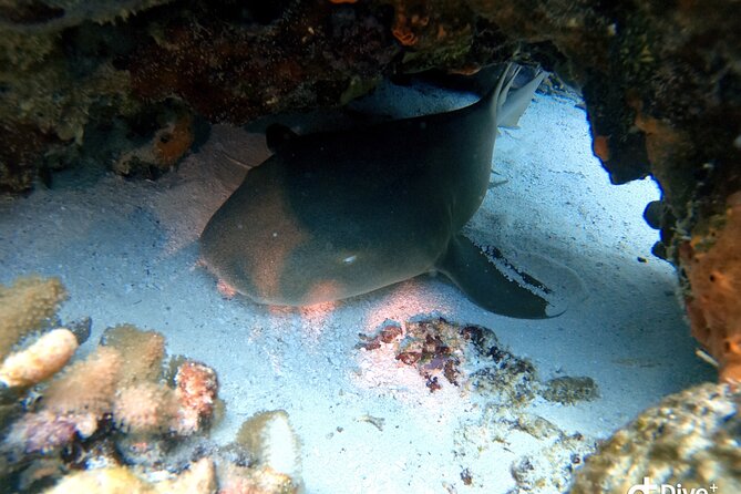 Discover Scuba Diving in Cozumel - What’s Included in the $105 Price (and What Isn’t)
