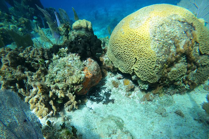 El Cielo and Snorkeling for Cruise Ship Passengers - Key things that make this snorkel day work
