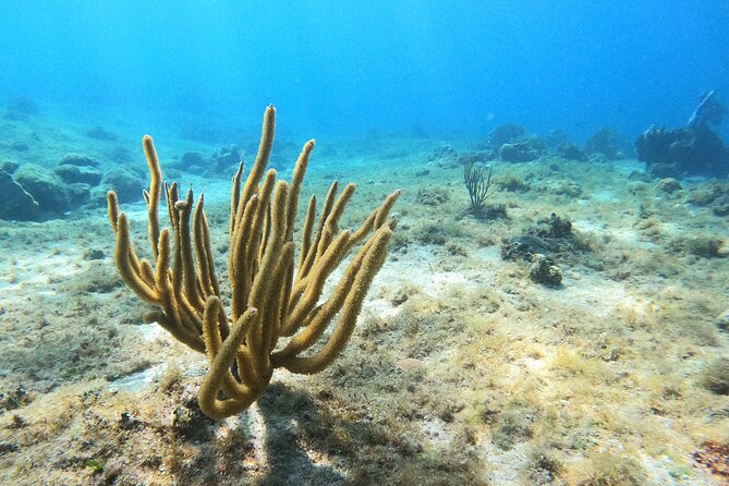 El Cielo and Snorkeling for Cruise Ship Passengers - Price reality: what to budget beyond the ticket