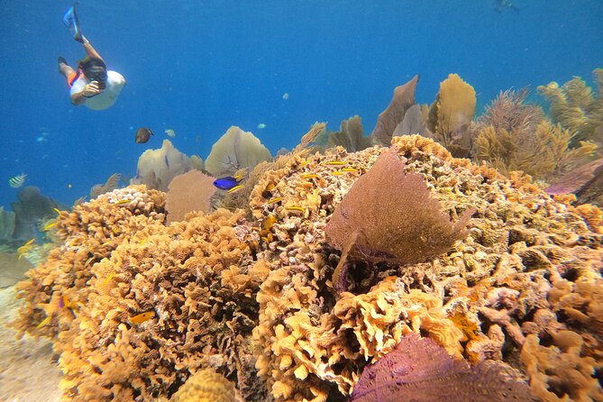 El Cielo and Snorkeling for Cruise Ship Passengers - Meeting point at El Cid La Ceiba (and what to do before you go)