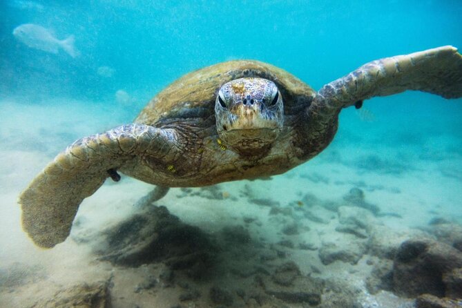 El Cielo Palancar and Columbia Snorkeling Tour - Key things I’d plan around before you go