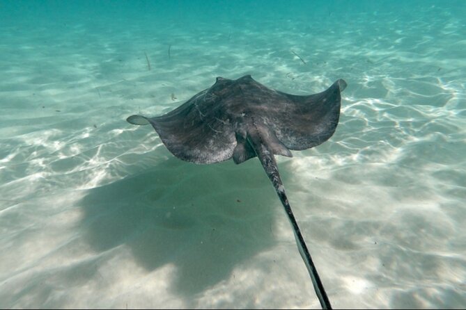 El Cielo Palancar and Columbia Snorkeling Tour - The Palancar + Columbia + El Cielo route makes sense for your time in Cozumel