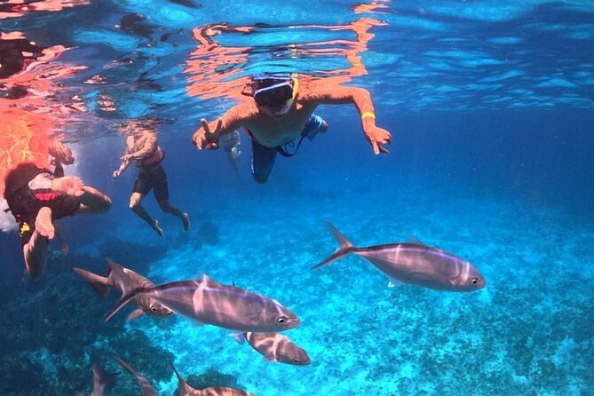 El Cielo Snorkeling Adventure in Cozumel - Stop 1: Palancar Reef for Coral Gardens and Sea Turtle Chances