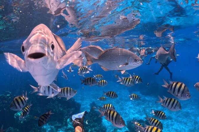 El Cielo Snorkeling Adventure in Cozumel - Timing and Logistics: Where Trips Can Fray
