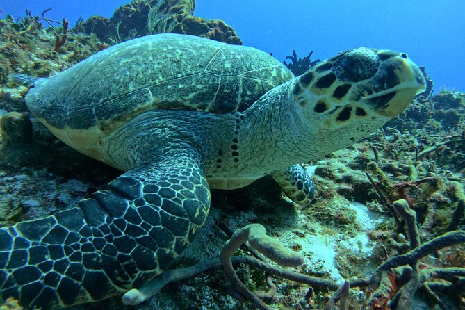 Enjoy two dives without previous experience with a boat trip - Your Morning Plan: Class, Skills, Then Two Different Reef Sites