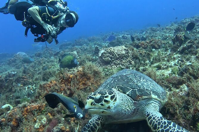 Enjoy two dives without previous experience with a boat trip - Reef Choice on the Same Day: Safety First, Plans Second