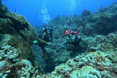 Enjoy two dives without previous experience with a boat trip - What You’re Likely to See Underwater (Not Just Pretty Fish)