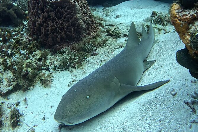 Enjoy two dives without previous experience with a boat trip - Basic Diver Program: What the 12-Meter Limit Means for You