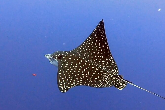 Enjoy two dives without previous experience with a boat trip - Price and Value: Is $227.43 Worth It?