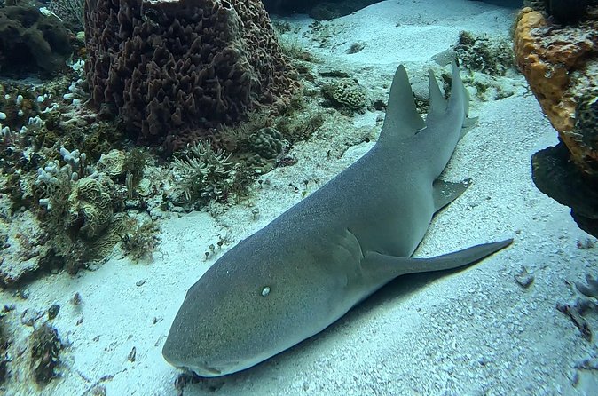 Enjoy two dives without previous experience with a boat trip - Practical Stuff That Will Make Your Day Smoother