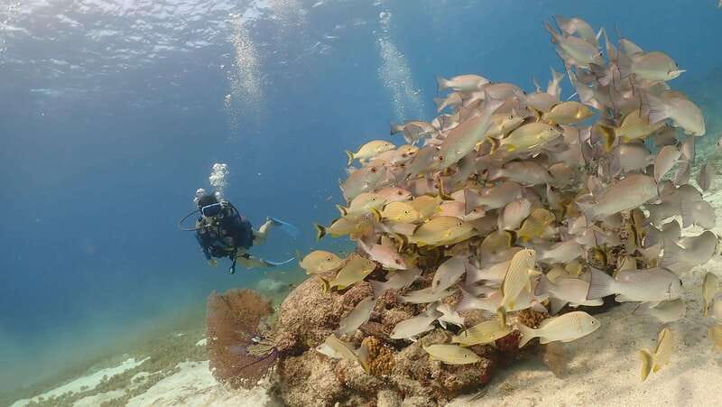 From Cozumel: Chankanaab Cozumel Scuba Diving - Your guided one-tank scuba session: what happens in the water
