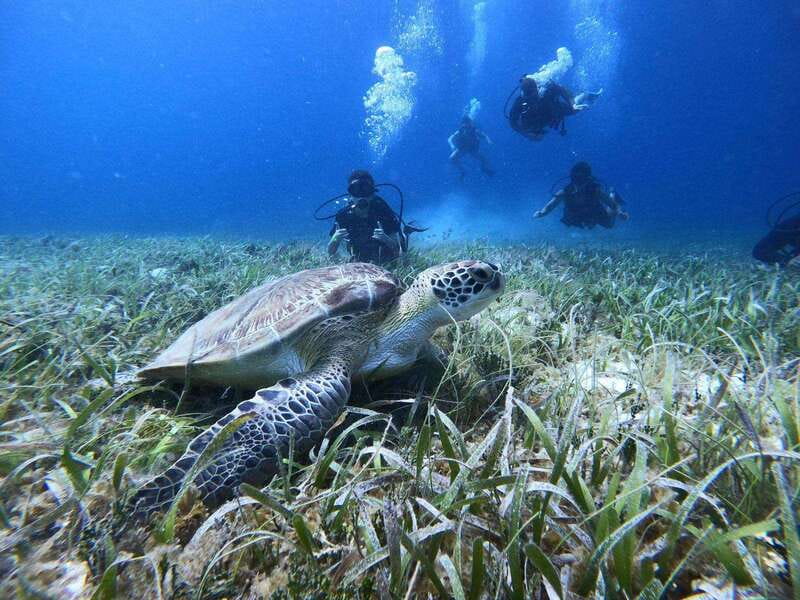 From Cozumel: Chankanaab Cozumel Scuba Diving - Price and value: what $60 really buys you