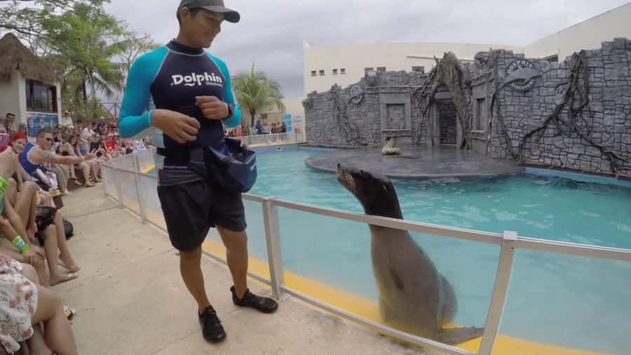 From Cozumel: Chankanaab Park Day pass with Open Bar & Lunch - Beach time at Chankanaab: loungers, palapas, and realistic shoreline expectations