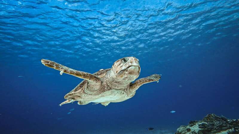 From Cozumel: Double Tank Scuba Diving for Certified Divers - Meeting at Cha Cha Cha and heading out by speedboat