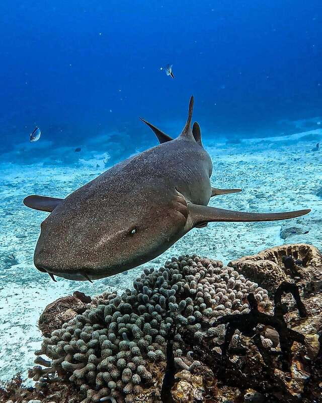 From Cozumel: Double Tank Scuba Diving for Certified Divers - Gear, what’s provided, and what you’ll likely want to bring