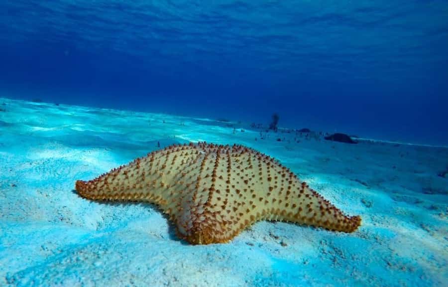 From Cozumel: El Cielo Beach by Catamaran Snorkeling Tour - Turtle bay and Playa el Cielito: more wildlife, different vibes