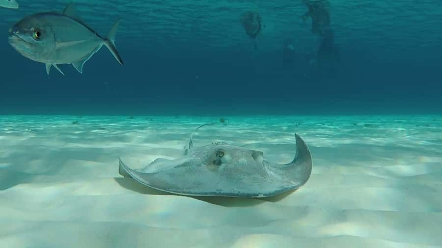 From Cozumel: El Cielo Beach by Catamaran Snorkeling Tour - What to bring so the day stays easy