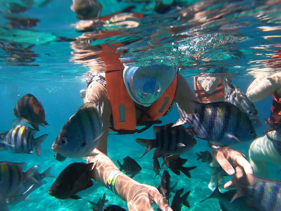 From Cozumel: Invisible Boat Snorkeling Tour - The Invisible Boat Idea: Seeing Reef Life Without the Wet Stuff
