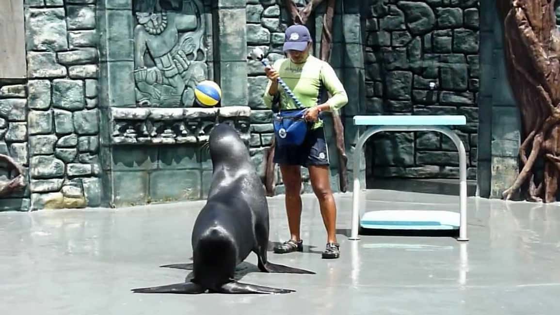 From Cozumel: Official Chankanaab Park Day Pass and Snorkel - Snorkeling at Chankanaab: gear is included, and the water is set up for real viewing