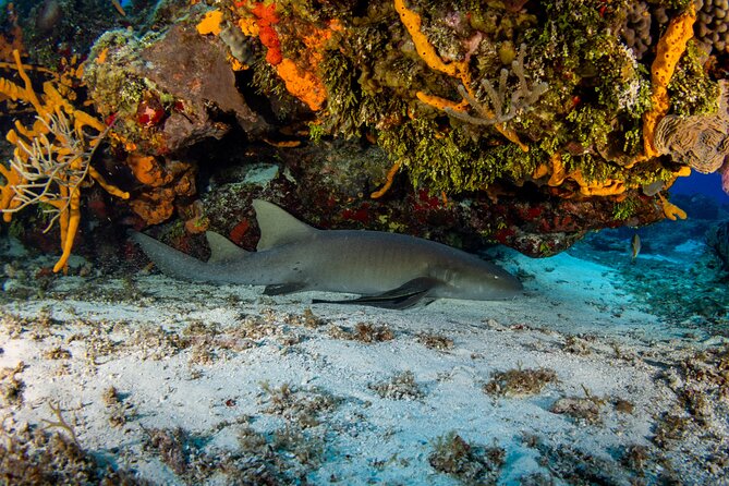 Fun dives Cozumel south marine park - Why Cozumel’s South Marine Park fits reef lovers