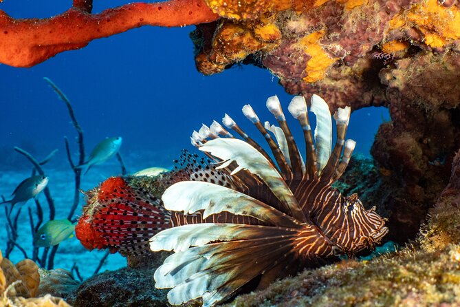 Fun dives Cozumel south marine park - Lunch between sessions: keeping energy up without losing momentum
