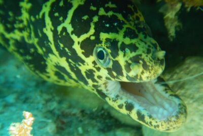 Fun dives Cozumel south marine park - Morning pickup and getting out: timing and meeting point