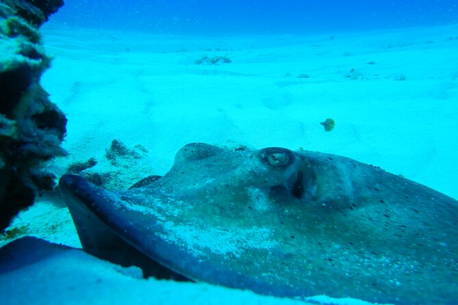Fun dives Cozumel south marine park - What’s included—and what you’ll pay extra for