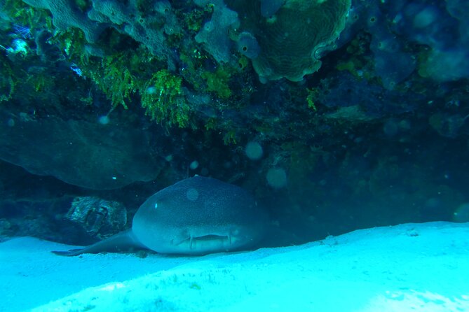 Fun dives Cozumel south marine park - Price and value: what $105 buys you in Cozumel