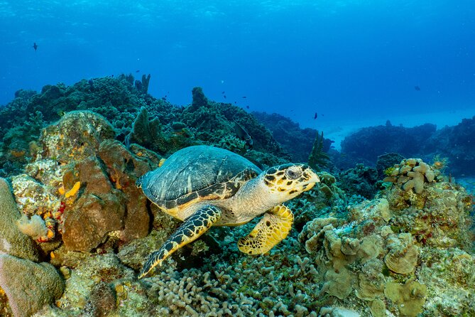Fun dives Cozumel south marine park - What to bring so the day runs smoothly