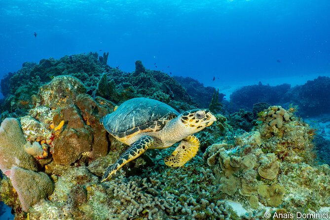 FunDiving in Cozumel - By Ferry - 2 Tanks in the wonderful Caribbean sea - Cozumel by ferry: why this island is worth the trip