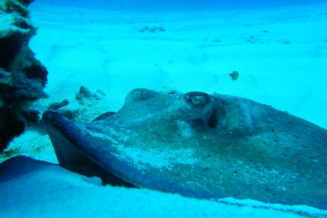 FunDiving in Cozumel - By Ferry - 2 Tanks in the wonderful Caribbean sea - Boat crew comfort: sundeck briefings, lunch, and the good food breaks