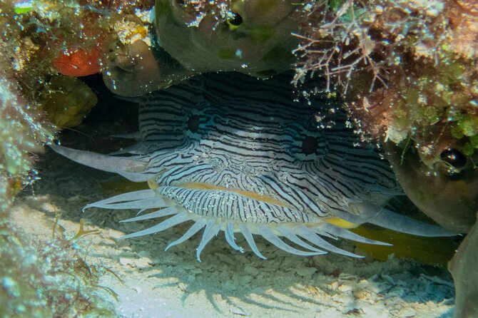 FunDiving in Cozumel - By Ferry - 2 Tanks in the wonderful Caribbean sea - When you’re suited for this outing (and when to be cautious)