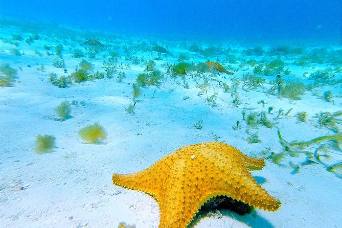 Get to know heaven on earth with Chivis del mar private - What to pack and how to follow the reef rules