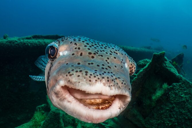 Introductory Diving Class in the Cozumel Reefs - Depth limits and comfort: what 12 meters means for beginners