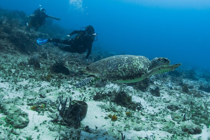 Open Water Course Cozumel - PADI Open Water Diver in Cozumel: what the course really means for you
