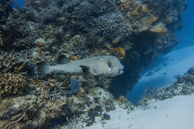 Open Water Course Cozumel - Day 3: Cozumel open-water sessions along the Mesoamerican reef